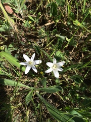 Brodiaea terrestris terrestris