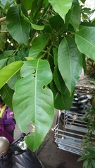 Magnolia × alba