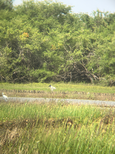 Jabiru