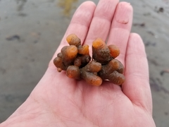 Aplidium coei