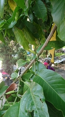Magnolia × alba