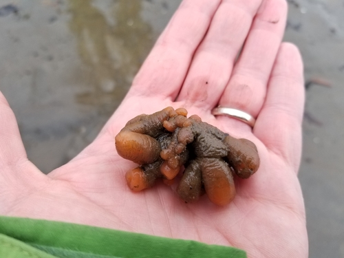 Representative image of Polyclinidae