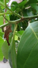 Magnolia × alba