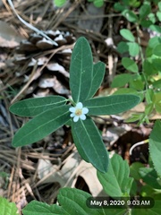 Euphorbia pubentissima