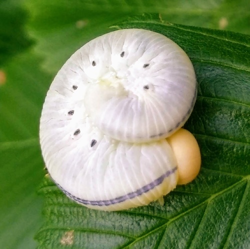 North American Elm Sawfly