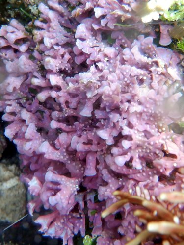 Mastophora rosea observed 2020-05-08