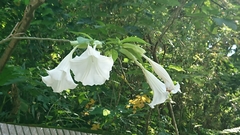 Brugmansia suaveolens