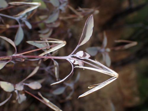 Porophyllum ruderale observed 2026-08-16