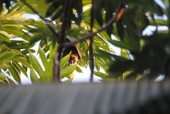 Pteropus seychellensis comorensis
