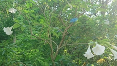 Brugmansia suaveolens
