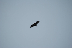Pteropus seychellensis comorensis