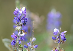 Lupinus bogotensis