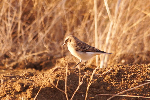 Collalba rubia oriental (Oenanthe melanoleuca)