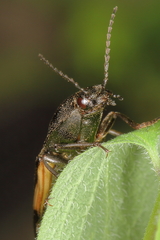 Selatosomus suckleyi