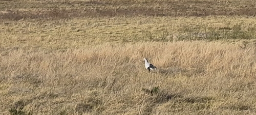 Secretarybird