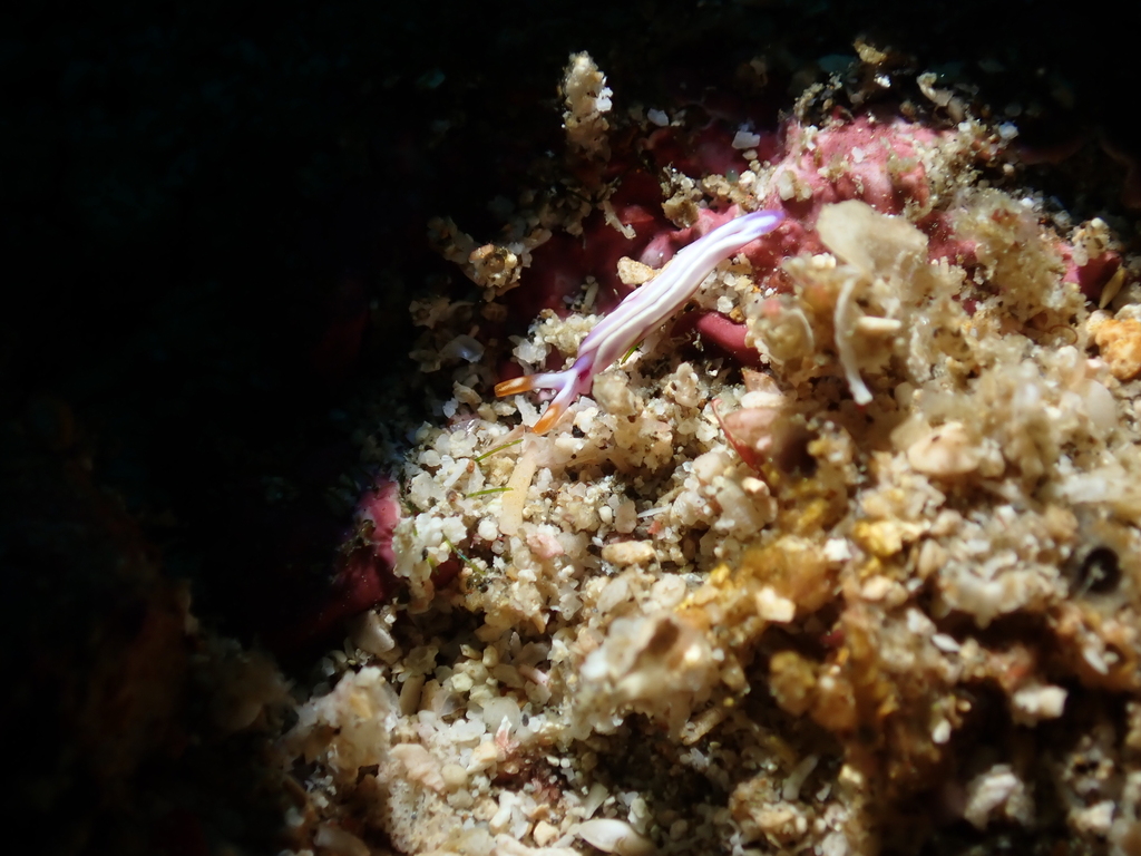White-marked Taco Slug