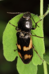 Selatosomus suckleyi