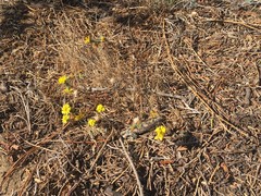 Lessingia germanorum