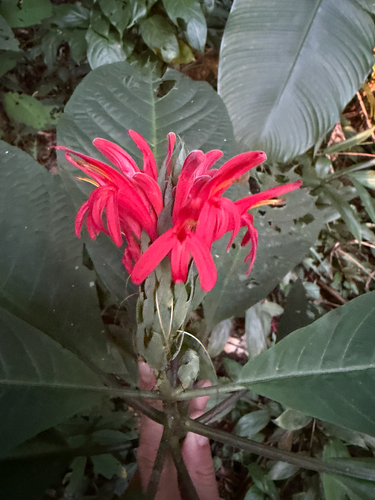 Pachystachys coccinea, 2026-08-10