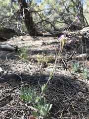 Boechera quadrangulensis