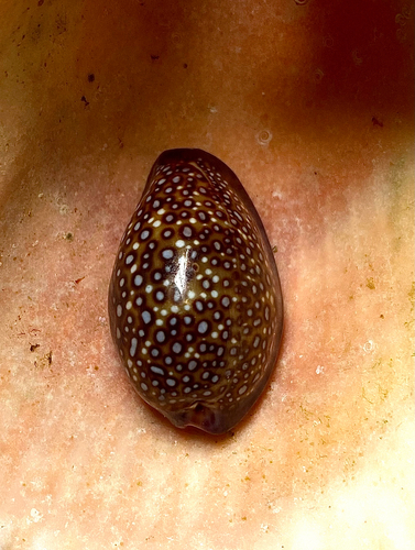 Cypraea albuginosa observed 2026-08-17