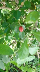 Murraya paniculata