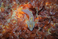 Notoclinops yaldwyni