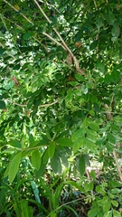 Murraya paniculata