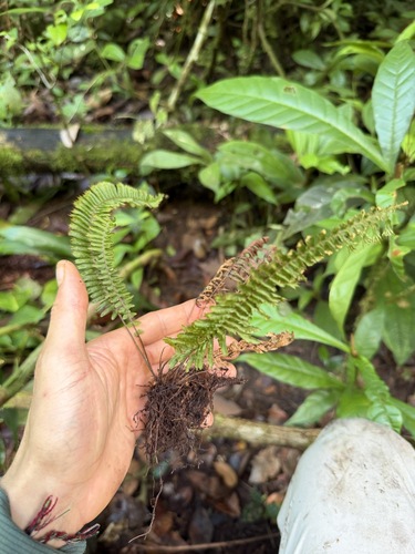 Trichomanes crispum observed 2026-06-18