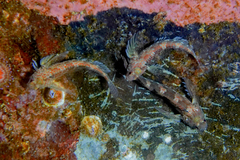 Bellapiscis lesleyae