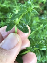 Galium cliftonsmithii