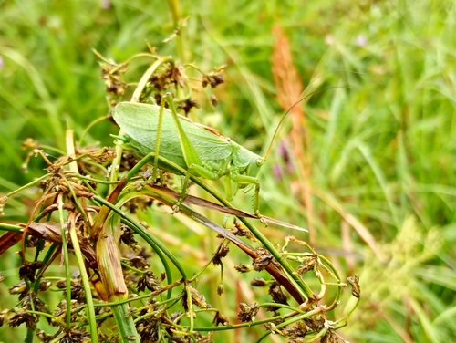 Upland Green Bush-cricket