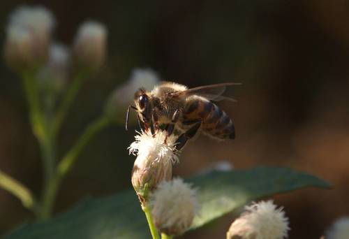 iNaturalist observation photo of Western Honey Bee