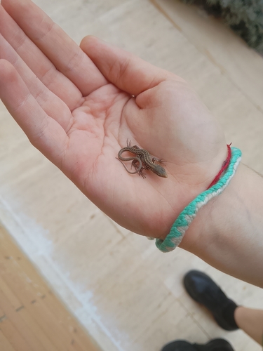 Italian Wall Lizard