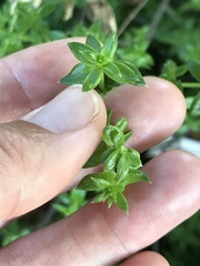Galium cliftonsmithii