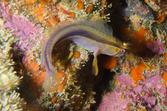 Parablennius laticlavius