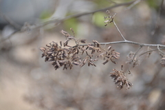 Salpianthus macrodontus