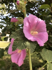 Alcea rosea