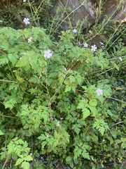 Geranium seemannii