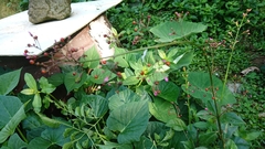 Talinum paniculatum