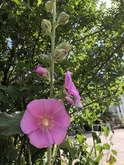 Alcea rosea