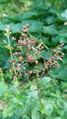 Talinum paniculatum