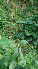 Talinum paniculatum
