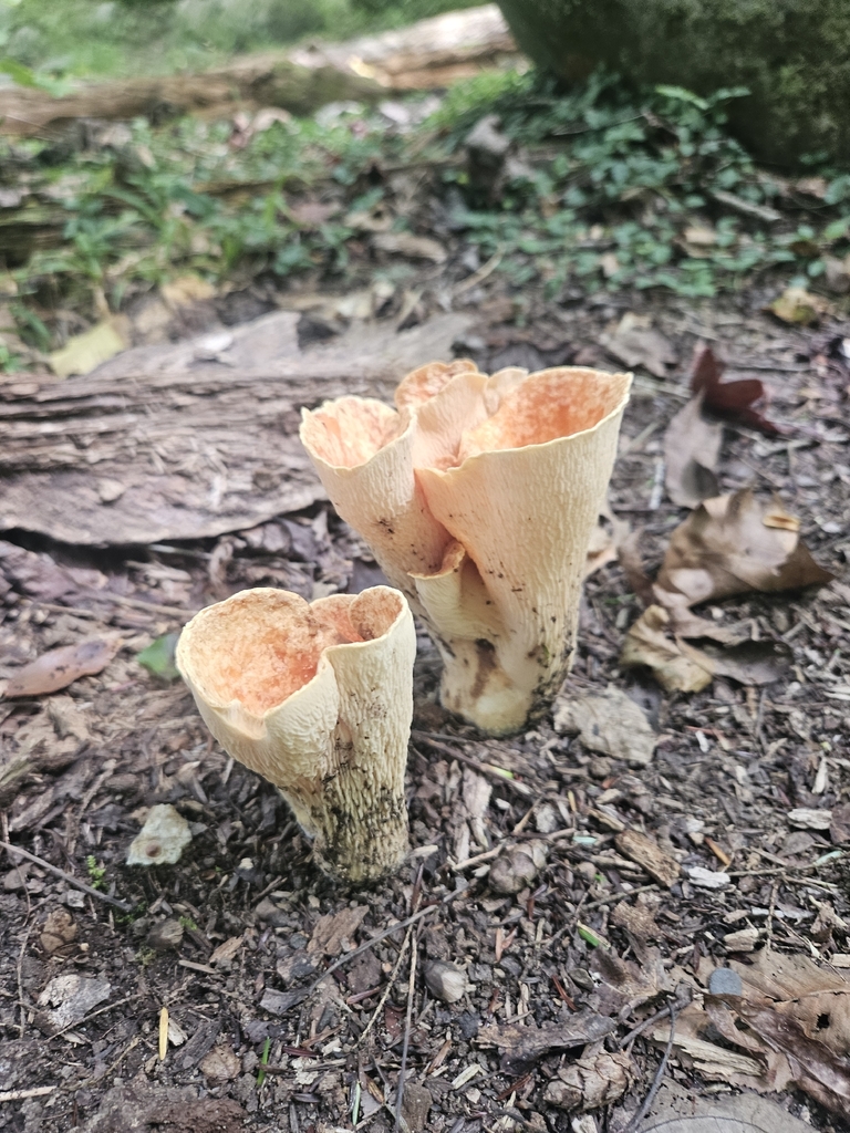 Scaly Chanterelle · August 2026 · photo: Photo: (c) Mac Post, some rights reserved (CC BY) · iNaturalist