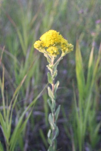 stiff-leaved goldenrod