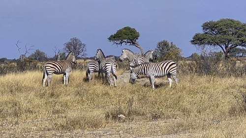 Chapman's Zebra