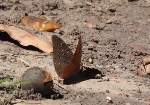 Guineafowl Butterfly