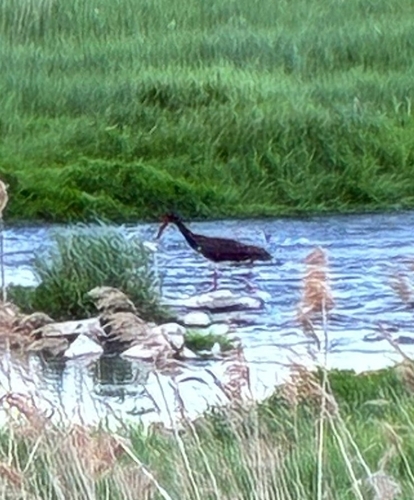 Black Stork