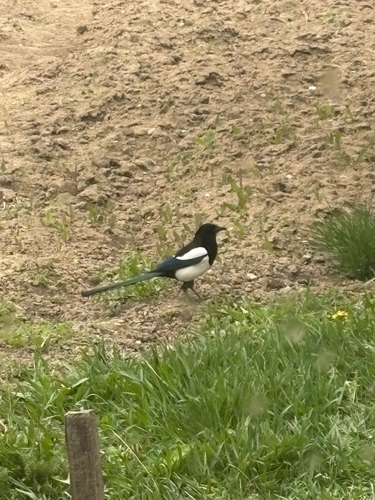 Eurasian Magpie