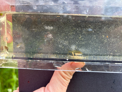 iNaturalist observation photo of Bluegill